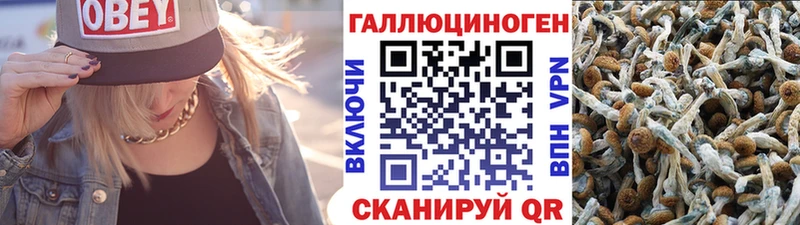 Галлюциногенные грибы Psilocybe Кубинка